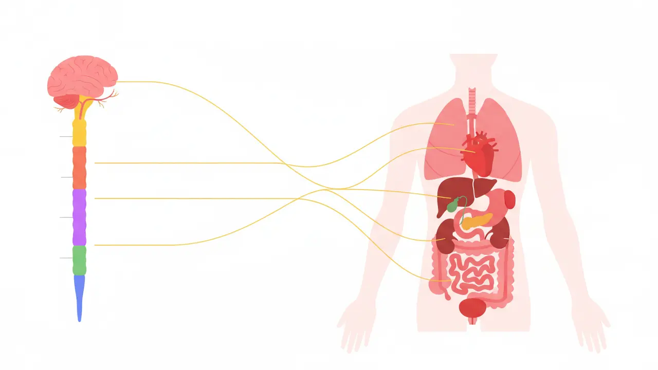 Objawy psychosomatyczne mapa ciała - bóle głowy, brzucha i serca na tle nerwowym.